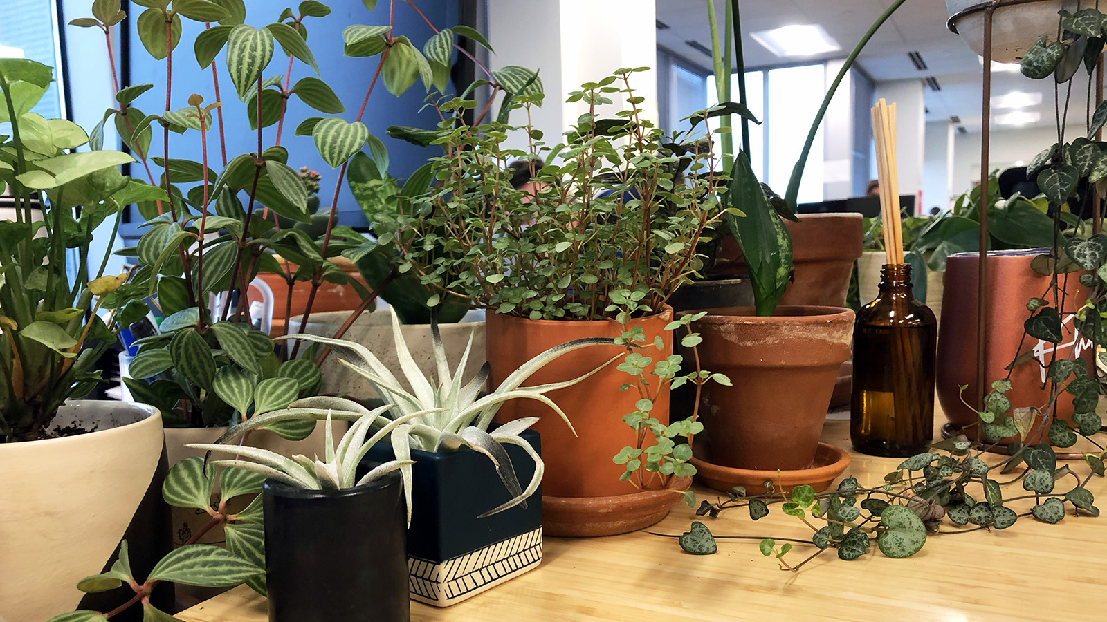 DC-Office_Plants